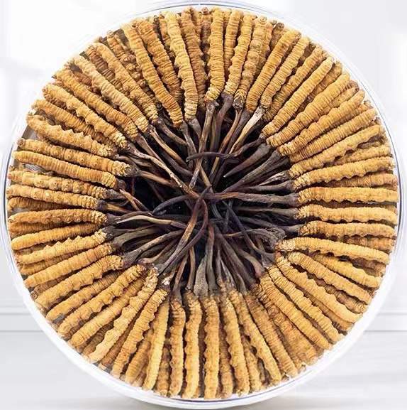 塔什库尔干冬虫夏草回收